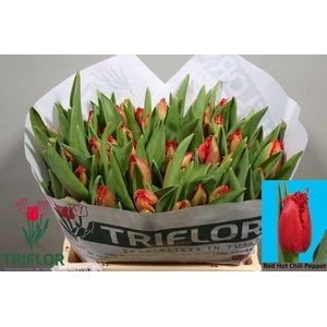 TU FR RE H CHILI PEP