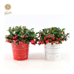 Gaultheria pr. 'Big Berry'® P12 in Zinc X-mas Duo