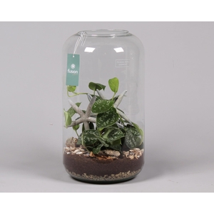 Green Bottle Isabella XXLarge Maritiem met Scindapsus