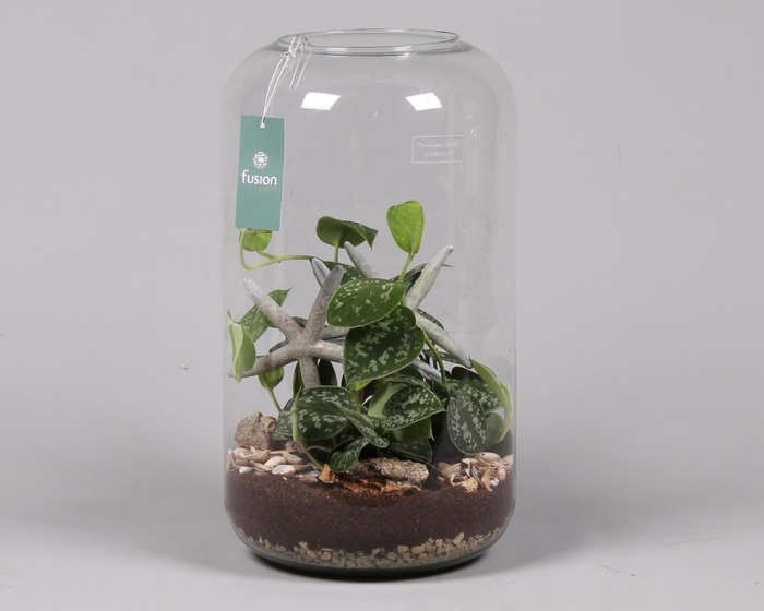 <h4>Green Bottle Isabella XXLarge Maritiem met Scindapsus</h4>