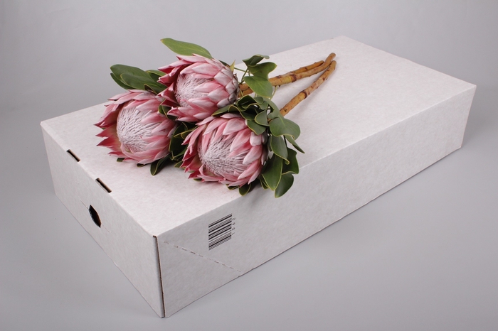 <h4>Protea Cynaroides Super</h4>