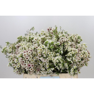 Chamelaucium Janelle