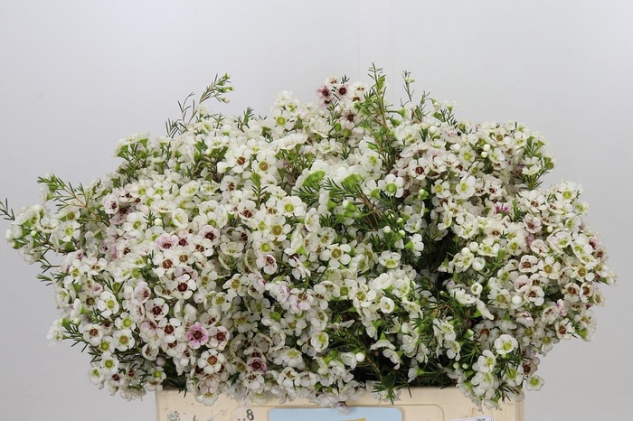 <h4>Chamelaucium Janelle</h4>