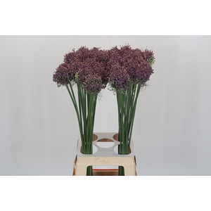 Allium Hairy Friend