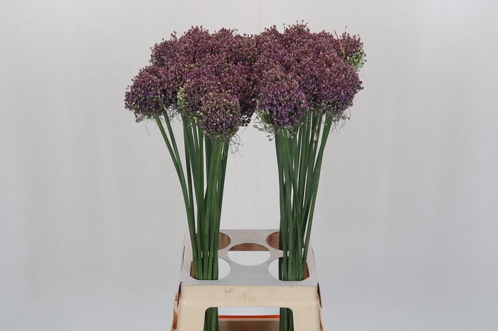 <h4>Allium Hairy Friend</h4>