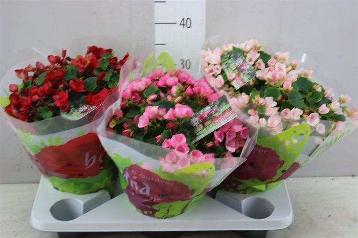 <h4>Begonia En Betulia Gemengd</h4>
