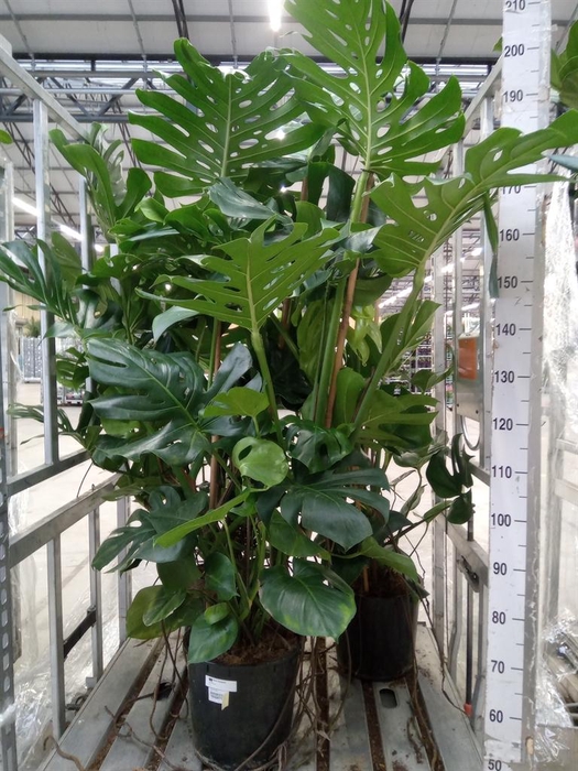 <h4>Monstera delic.</h4>