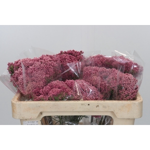 Ozothamnus Booming Pink