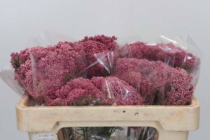 Ozothamnus Booming Pink