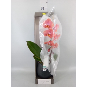 Phalaenopsis   ...orange