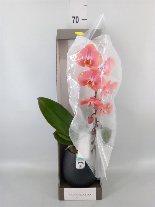 <h4>Phalaenopsis   ...orange</h4>
