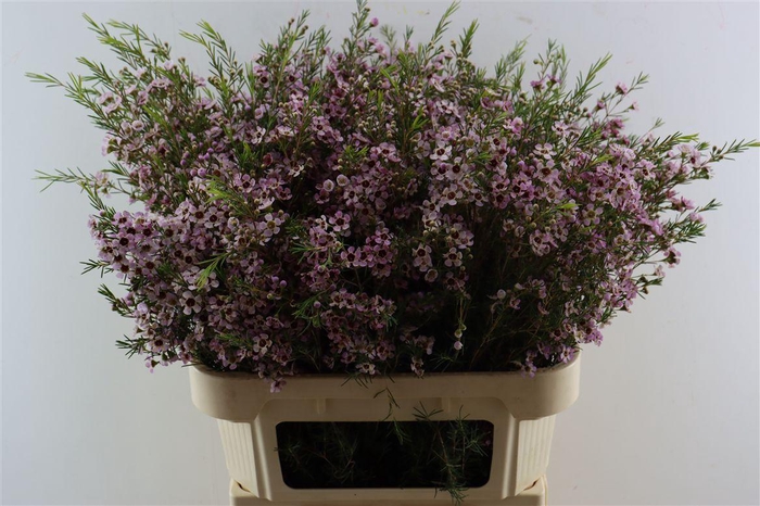 <h4>Chame Un Early Nir</h4>