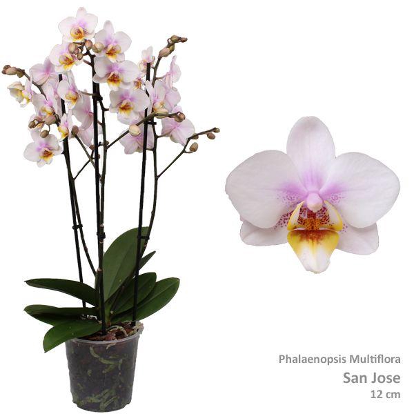 <h4>Phal. Multiflora "San Jose" 3-tak</h4>