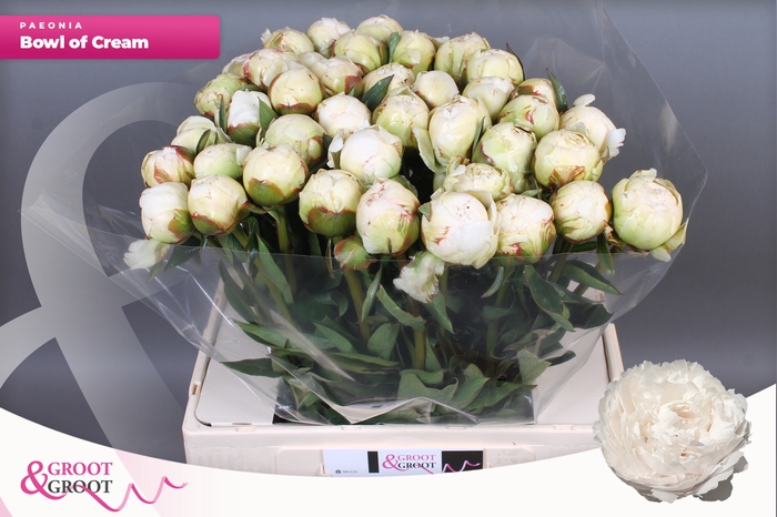 <h4>PAEO L BOWL OF CREAM</h4>