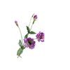 Lisianthus Purple