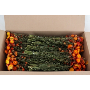 DF Helichrysum Bs Orange