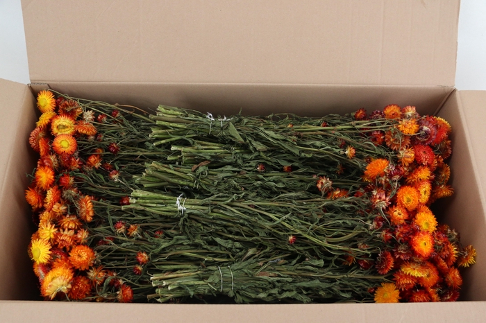 <h4>DF Helichrysum Bs Orange</h4>