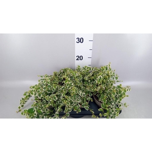 Ficus pumila 'Belle Sunny'