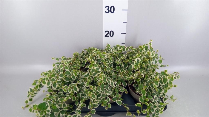<h4>Ficus pumila 'Belle Sunny'</h4>