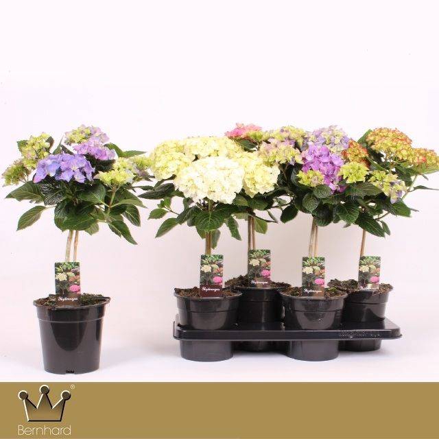 <h4>Hydrangea macr. mix stam (O)</h4>