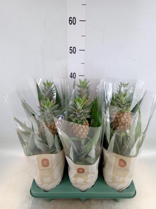 <h4>Ananas  'Rosita'</h4>