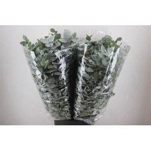 Euca Cinerea 200gr P Bunch