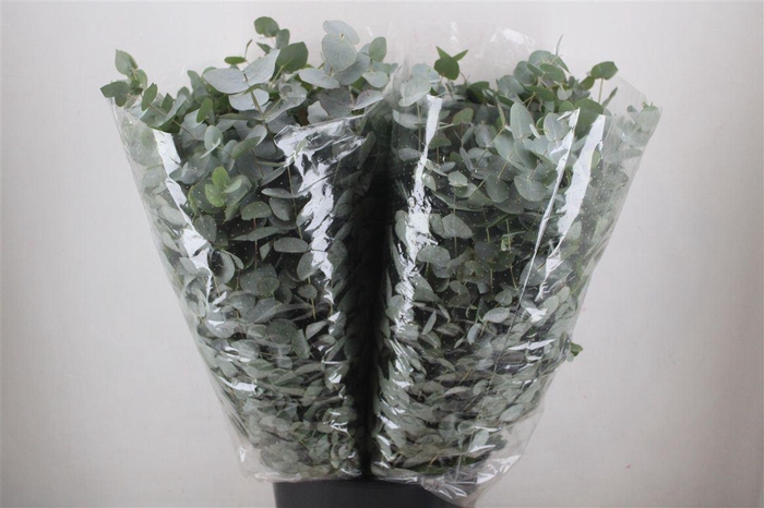 <h4>Euca Cinerea 200gr P Bunch</h4>
