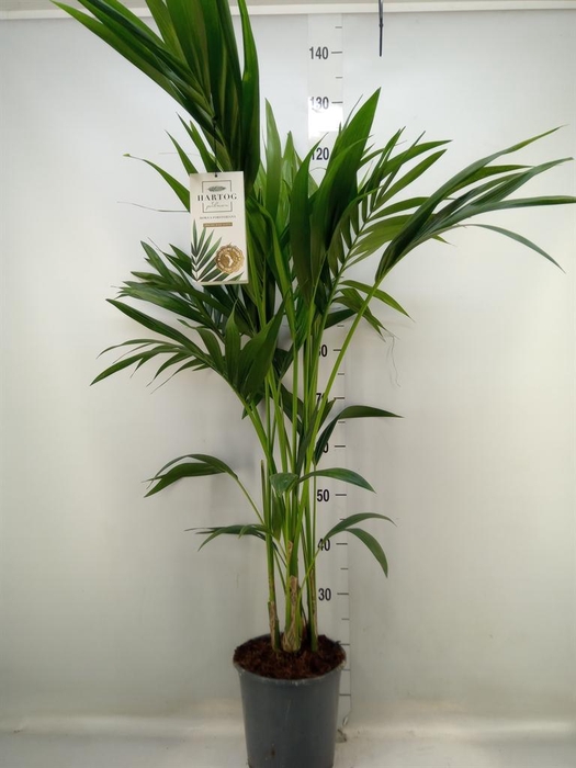 <h4>Howea forsteriana</h4>