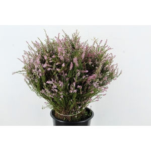 ERICA PINK 300GR