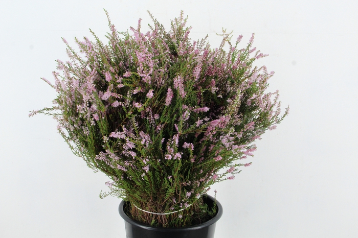 <h4>ERICA PINK</h4>