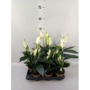 Spathiphyllum   ...