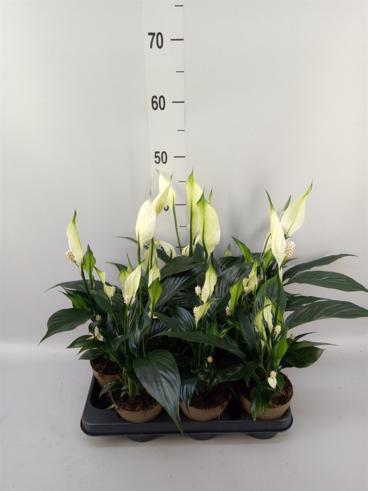 <h4>Spathiphyllum   ...</h4>