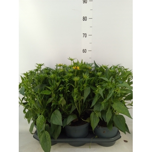 Rudbeckia nitida 'Little Goldstar'
