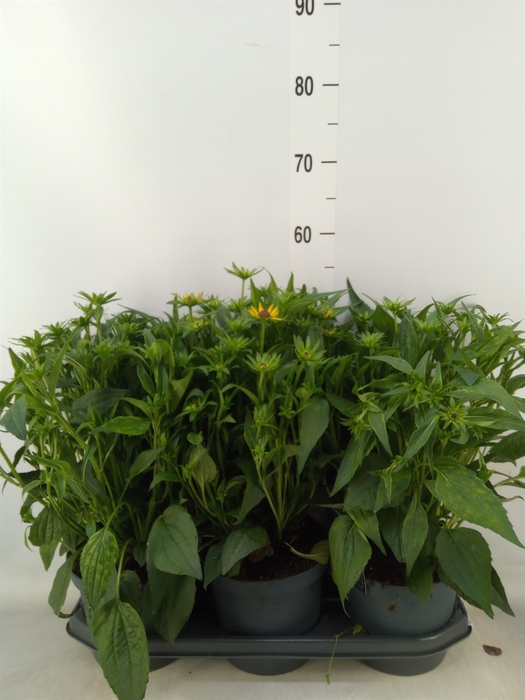 <h4>Rudbeckia nitida 'Little Goldstar'</h4>