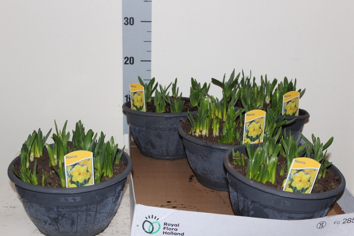 <h4>BOLBLOEMEN GEM</h4>