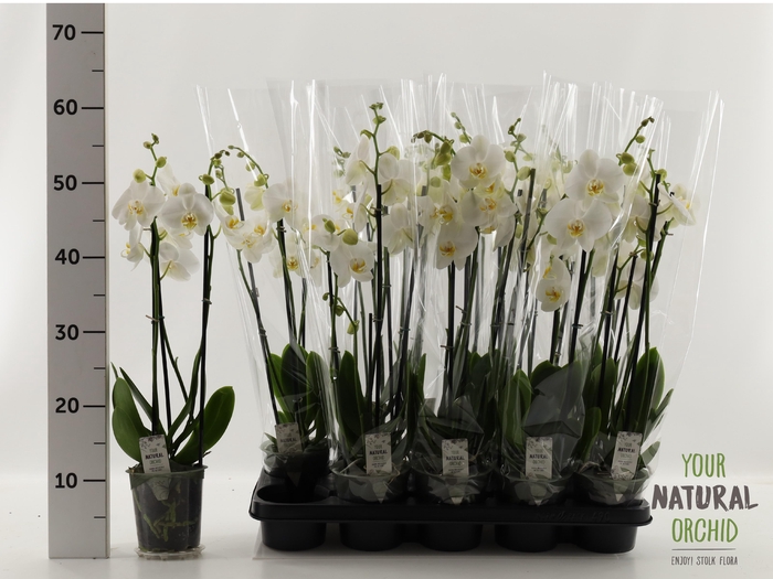 <h4>PHAL OV WIT</h4>