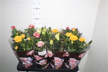 <h4>Ro Pathit Gem 4 Srt</h4>