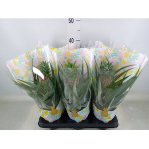 Ananas  'Mi Amigo'