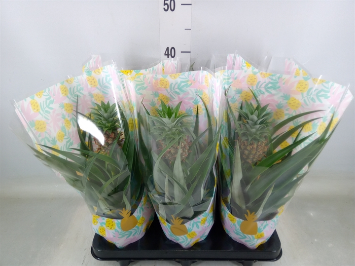 <h4>Ananas  'Mi Amigo'</h4>