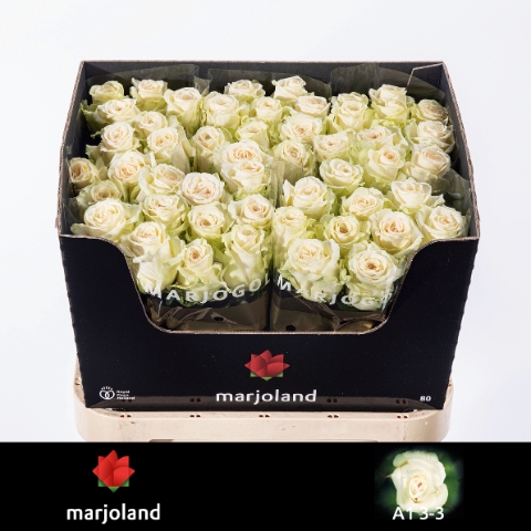 <h4>Rosa large dolomiti</h4>