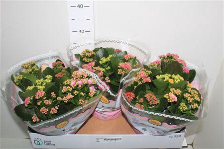 <h4>Kal Ge Gem I Pot</h4>