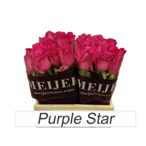 R Gr Purple Star 40 cm