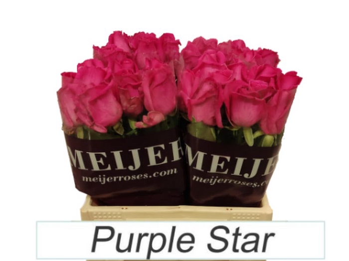 <h4>R Gr Purple Star</h4>