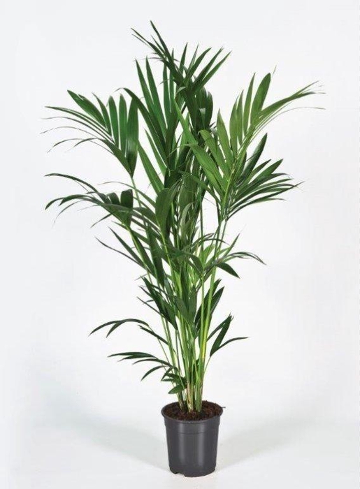 <h4>Howea forsteriana 150cm (Kentia)</h4>