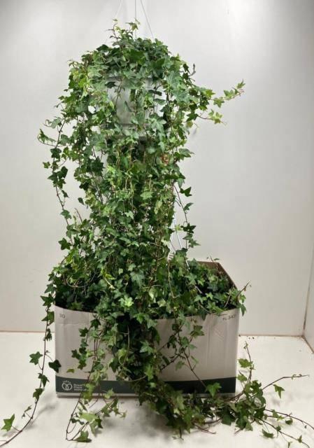 <h4>HED HE PITTSBURGH</h4>