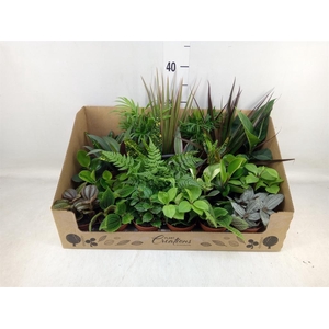 Planten Groen   ...mix 24