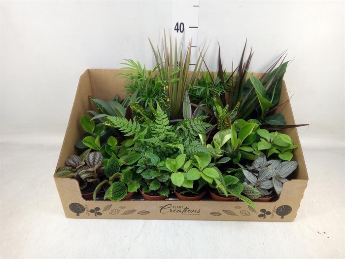 <h4>Planten Groen   ...mix 24</h4>