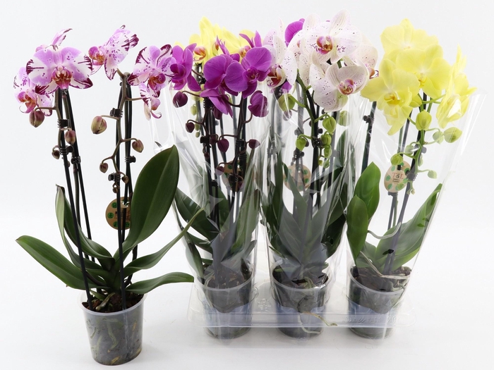 <h4>PHAL EL CASCADE</h4>