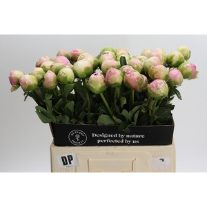 Paeonia Dinner Plate