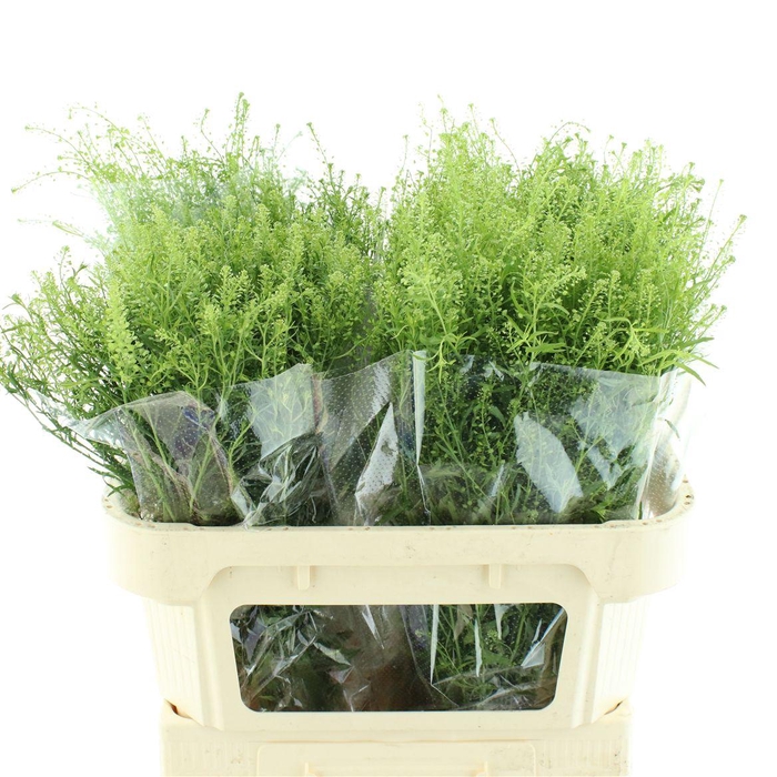 <h4>Lepidium Green Dragon</h4>